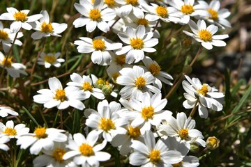 Spanish needles plant with white blooms Bidens bipinnata