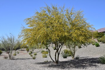 Blooms on bark of a sweet acacia tree Acacia farnesiana