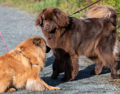 Two Large But Young Long Haired Dogs Playing On A Park Path Both Are On Leashes. One Is A Chocolate Brown Newfoundland Dog And The Other Is A Golden Chow Chow. Both Pets Are Sniffing Each Other.