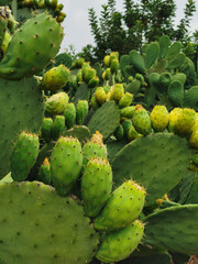 Vertical cactus photo, Green yellow photos, 
Prickly fig, prickly pear and chives