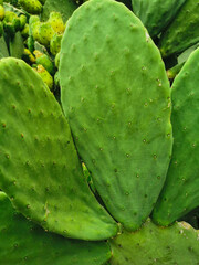 Mexican food, The thorny cactus tree, Ripe and raw cactus fruit close-up, Tropical cactus plant