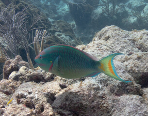 Fototapeta na wymiar Stoplight Parrotfish