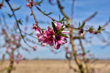 FRUIT TREES IN SPRING FLOWERING FRUTALES EN FLORACIÓN PRIMAVERA