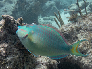 Naklejka na ściany i meble Stoplight Parrotfish