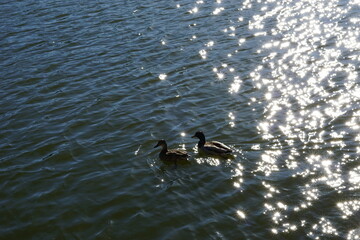Patos nadando con el reflejo del sol