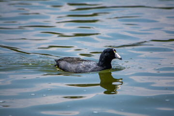 ave en lago 