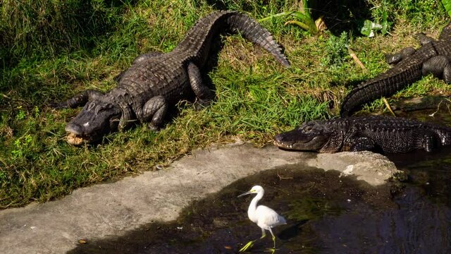 Alligator protects it's white egret friend .  Dramatic action and nature in the raw.