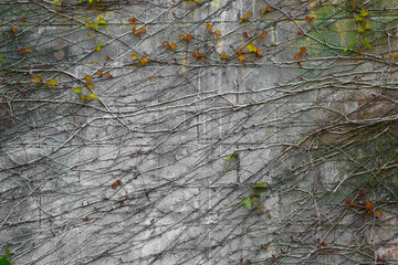 Plant growing on a gray brick wall