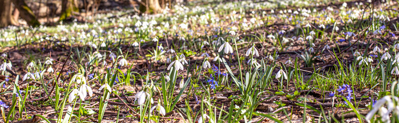 glade of snowdrops in forest. Galanthus flowers. Fresh spring snowdrop flowers. Snowdrops at last year's yellow foliage. Flower snowdrop close-up. Spring flowers in the snow