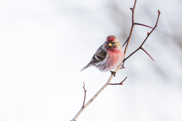  common redpoll or mealy redpoll (Acanthis flammea)