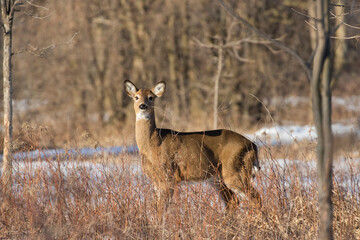 Beautiful white-tailed deer female closeup in Quebec, Canada