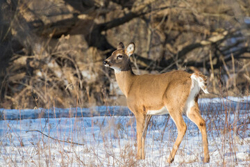 Beautiful white-tailed deer female closeup in Quebec, Canada