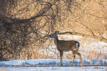 Beautiful white-tailed deer female closeup in Quebec, Canada