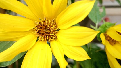 Beautiful little sunflower, with yellow flower crown. the concept of nature for a background or plant study