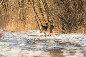 Beautiful white-tailed deer female closeup in Quebec, Canada