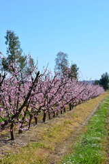 Fototapeta na wymiar Prunus persica or flowered peach tree. peach blossom