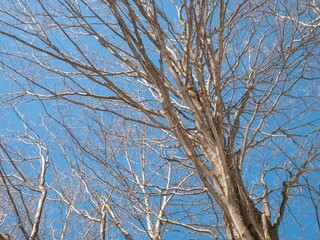 Fototapeta na wymiar Springtime Tree