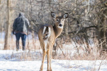 Naklejka na ściany i meble Beautiful white-tailed deer female closeup in Quebec, Canada