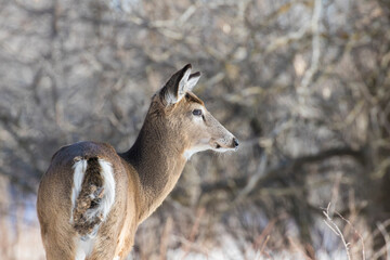 Beautiful white-tailed deer female closeup in Quebec, Canada