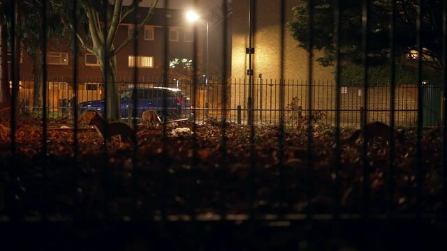 Family of wild foxes looking chasing for food in London at night, in a park filled with brown leaves, nature and animals taking over in a big city during the Covid-19 coronavirus pandemic lockdown