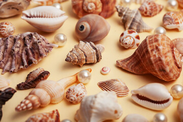 a lot of different empty sea shells on yellow background, macro details