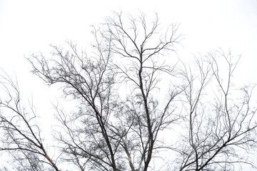 tree branches isolated on the white background