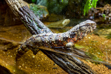 The Chinese crocodile lizard (Shinisaurus crocodilurus) is a semiaquatic lizard found only in cool forests in southern China and northern Vietnam. 