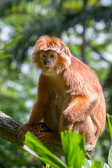 The Javan lutung (Trachypithecus auratus) closeup image,  also known as the ebony lutung and Javan langur, is an Old World monkey from the Colobinae subfamily
