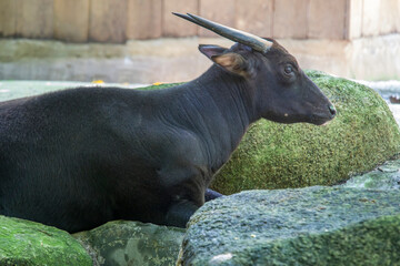 The lowland anoa is a small bovid, t is most closely allied to the larger Asian buffaloes, showing the same reversal of the direction of the hair on their backs. The horns of the cows are very small