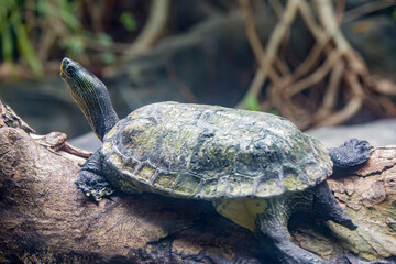 The Chinese stripe-necked turtles stands on the stone. This is one of the two most commonly found species used for divination that have been recovered from Shang dynasty sites.