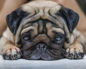 Pug cute face