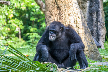 A old male Chimpanzee is siting and eating. 
 The chimpanzee  is a species of great ape native to the forests and savannahs of tropical Africa