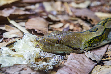 The reticulated python (Malayopython reticulatus) is a species of snake in the family Pythonidae. The species is native to South Asia and Southeast Asia. It is the world's longest snake.