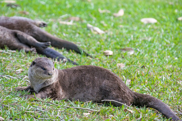 Smooth-coated otter (Lutrogale perspicillata) lies on the ground to do dust bathing in Bishan-Ang Mo Kio Park Singapore. 
It has a short and sleek fur that is dark to reddish brown along the back.