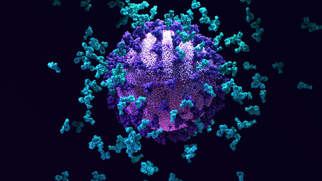Antibodies&nbsp;work to neutralize SARS-CoV-2 by binding to the&nbsp;S protein and blocking entry (ACE2) &nbsp;into a host cells