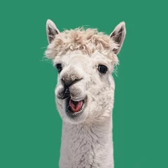 Foto op Plexiglas Grappige witte lachende alpaca geïsoleerd op groene achtergrond. Zuid-Amerikaanse kameelachtige. © Rita Kochmarjova