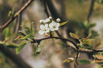 White spring pear blossom flowers on tree branch