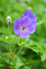 ゲラニウムの紫の花