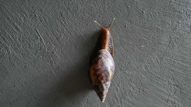 Snail climbing on cement wall in selective focus.