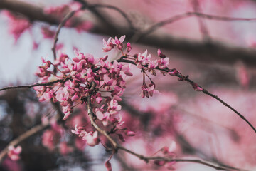 Pink spring redbud flower blossoms on tree branch