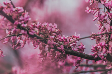 Pink spring redbud flower blossoms on tree branch