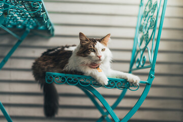 Pretty cat on laying on a teal chair