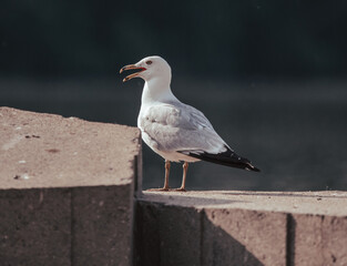 seagull by the water 