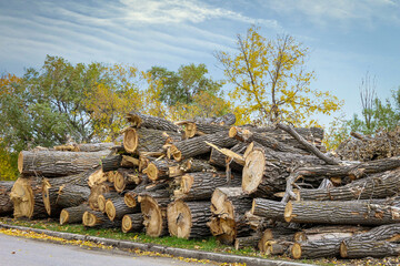big pile of cut down tree logs lying on the ground.