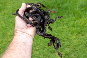 Person holding hatchling Diamond Pythons