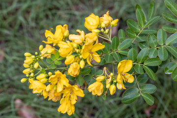 Invasive Cassia plant in Australia