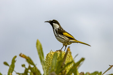 White-cheeked Honeyeater resting on Wallum Banksia