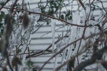 ice and icicles hanging on plant branch