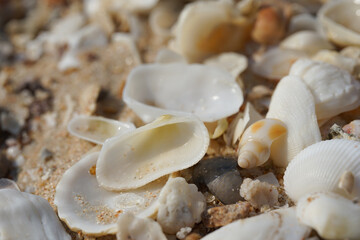 Selective focus shellfish on the sand beach macro photo