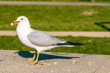 seagull on the pier
